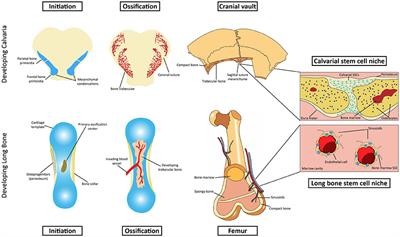 Calvarial Suture-Derived Stem Cells and Their Contribution to Cranial Bone Repair